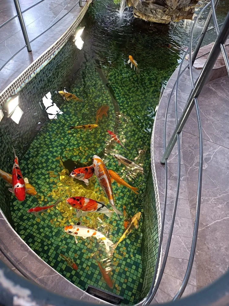 Poissons Dans Un Bel Aquarium